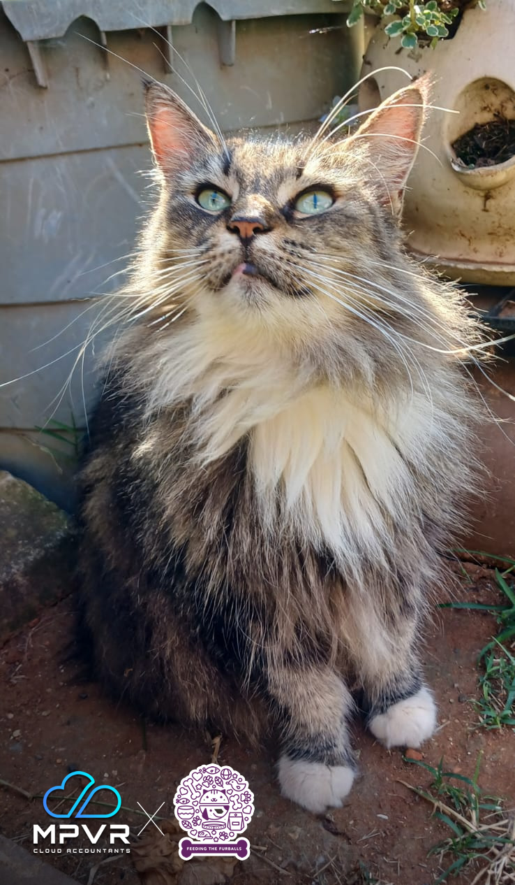 MPVR x Feeding the Furballs